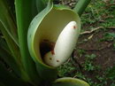 Tree Philodendron, Cut-leaf Philodenron,split leaf philodendron
